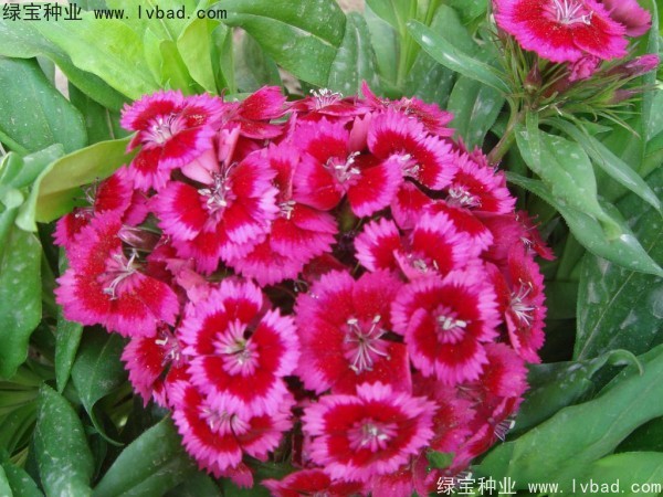 <a href='http://njszjj.com/caohuazhongzi/1632.html' target='_blank'>五彩石竹種子</a>