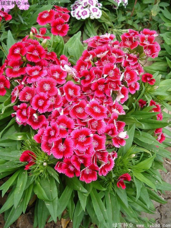 五彩<a href='http://njszjj.com/caohuazhongzi/97045.html' target='_blank'>石竹種子</a>