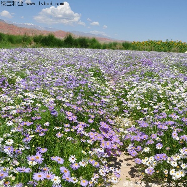 <a href='http://njszjj.com/caohuazhongzi/1633.html' target='_blank'>五色菊種子</a>