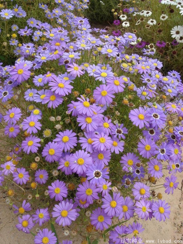 五色菊<a href='http://njszjj.com/' target='_blank'>種子</a>