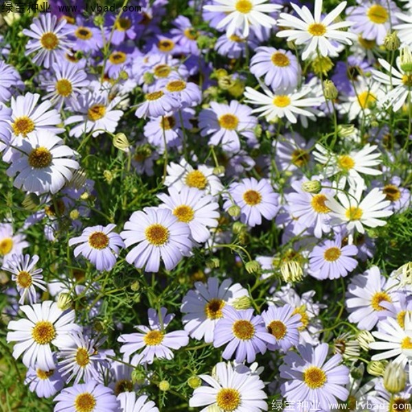 五色菊<a href='http://njszjj.com/' target='_blank'>種子</a>