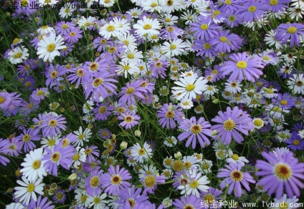 <a href='http://njszjj.com/caohuazhongzi/1633.html' target='_blank'>五色菊種子</a>
