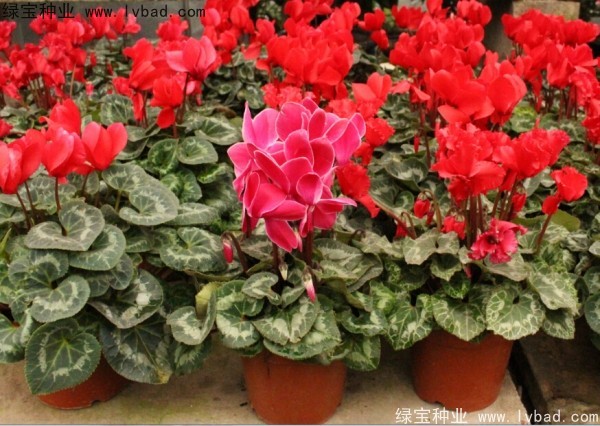 <a href='http://njszjj.com/caohuazhongzi/1637.html' target='_blank'>仙客來</a><a href='http://njszjj.com/' target='_blank'>種子</a>