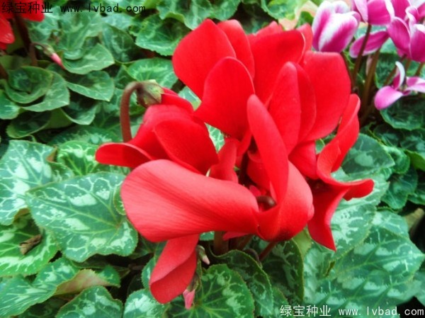 仙客來<a href='http://njszjj.com/' target='_blank'>種子</a>