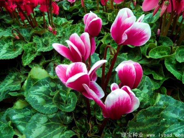 <a href='http://njszjj.com/caohuazhongzi/1637.html' target='_blank'>仙客來</a><a href='http://njszjj.com/' target='_blank'>種子</a>