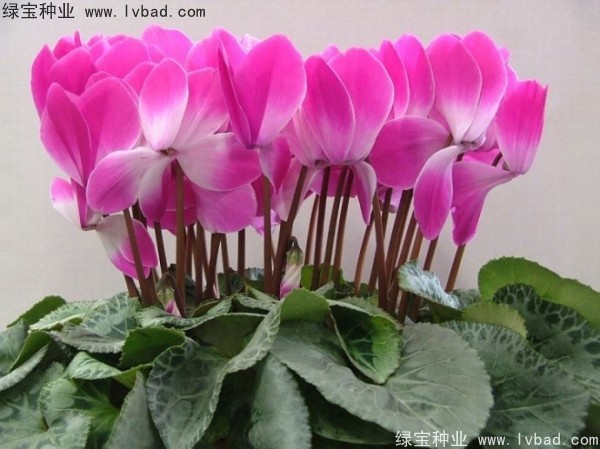 <a href='http://njszjj.com/caohuazhongzi/1637.html' target='_blank'>仙客來種子</a>