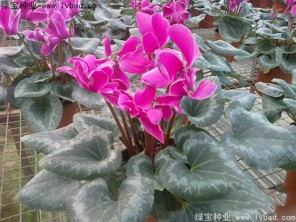 <a href='http://njszjj.com/caohuazhongzi/1637.html' target='_blank'>仙客來種子</a>