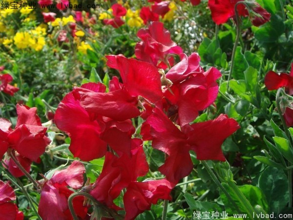 <a href='http://njszjj.com/caohuazhongzi/1638.html' target='_blank'>香豌豆種子</a>