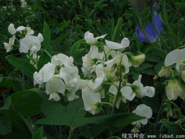 <a href='http://njszjj.com/caohuazhongzi/1638.html' target='_blank'>香豌豆</a><a href='http://njszjj.com/' target='_blank'>種子</a>