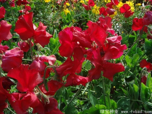 <a href='http://njszjj.com/caohuazhongzi/1638.html' target='_blank'>香豌豆種子</a>