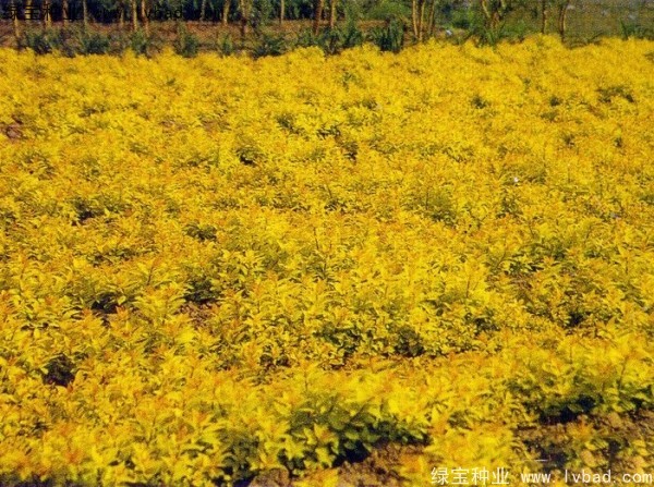 繡線菊<a href='http://njszjj.com/' target='_blank'>種子</a>