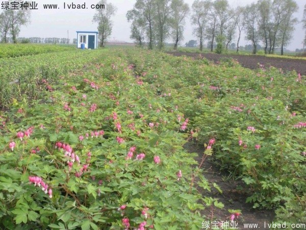 <a href='http://njszjj.com/caohuazhongzi/1644.html' target='_blank'>繡線菊種子</a>