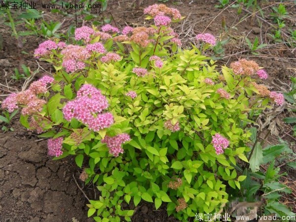 <a href='http://njszjj.com/caohuazhongzi/1644.html' target='_blank'>繡線菊</a><a href='http://njszjj.com/' target='_blank'>種子</a>