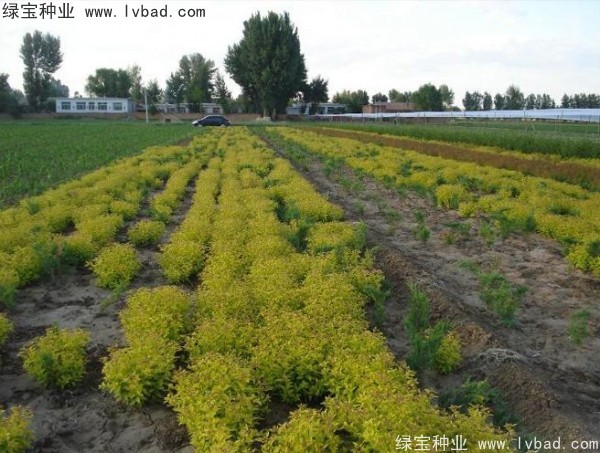<a href='http://njszjj.com/caohuazhongzi/1644.html' target='_blank'>繡線菊</a><a href='http://njszjj.com/' target='_blank'>種子</a>