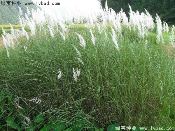 <a href='http://njszjj.com/caohuazhongzi/1647.html' target='_blank'>野芒草種子</a>