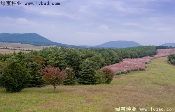 <a href='http://njszjj.com/caohuazhongzi/1647.html' target='_blank'>野芒草種子</a>