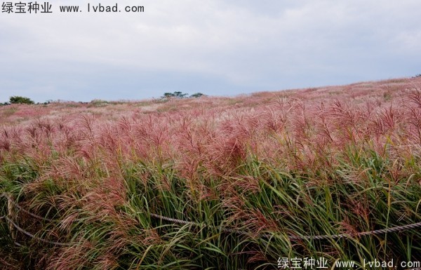 <a href='http://njszjj.com/caohuazhongzi/1647.html' target='_blank'>野芒草種子</a>