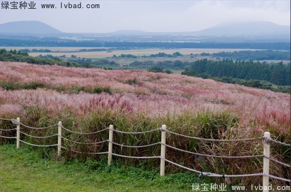 <a href='http://njszjj.com/caohuazhongzi/1647.html' target='_blank'>野芒草</a><a href='http://njszjj.com/' target='_blank'>種子</a>