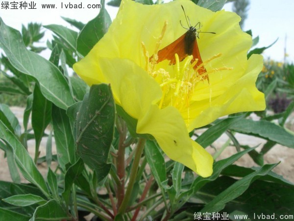 <a href='http://njszjj.com/caohuazhongzi/1649.html' target='_blank'>夜來香種子</a>