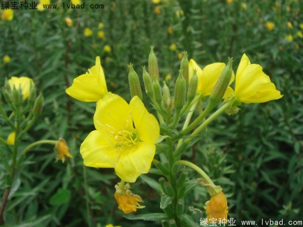 <a href='http://njszjj.com/caohuazhongzi/1649.html' target='_blank'>夜來香種子</a>