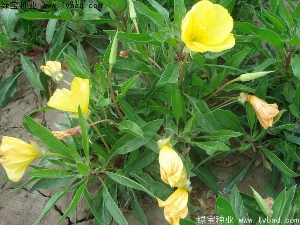 <a href='http://njszjj.com/caohuazhongzi/1649.html' target='_blank'>夜來香</a><a href='http://njszjj.com/' target='_blank'>種子</a>