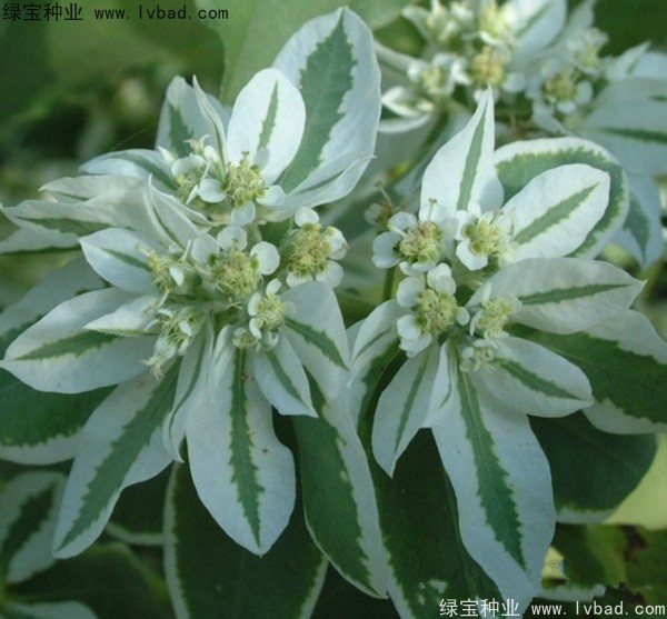 <a href='http://njszjj.com/caohuazhongzi/1651.html' target='_blank'>銀邊翠</a>