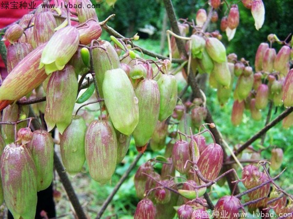<a href='http://njszjj.com/caohuazhongzi/1654.html' target='_blank'>長壽花</a>