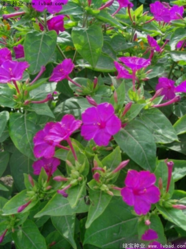 紫茉莉<a href='http://njszjj.com/' target='_blank'>種子</a>