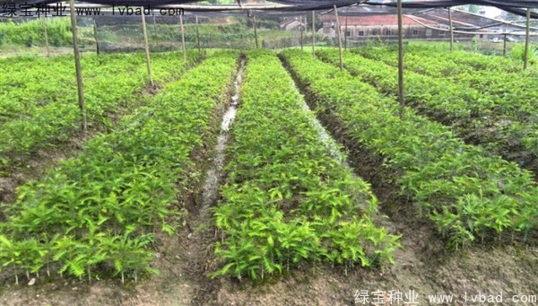 <a href='http://njszjj.com/linmuzhongzi/2194.html' target='_blank'>香榧種子</a>