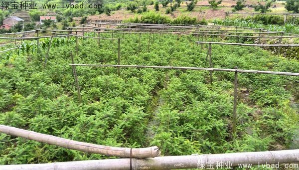 <a href='http://njszjj.com/linmuzhongzi/2194.html' target='_blank'>香榧種子</a>