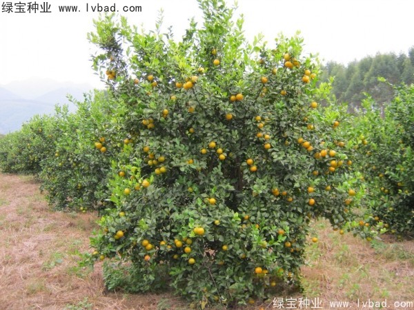<a href='http://njszjj.com/linmuzhongzi/2195.html' target='_blank'>橄欖種子</a>