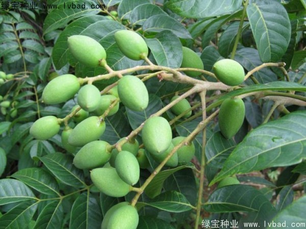 <a href='http://njszjj.com/linmuzhongzi/2195.html' target='_blank'>橄欖種子</a>