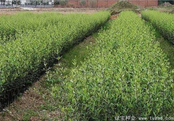 <a href='http://njszjj.com/linmuzhongzi/2195.html' target='_blank'>橄欖種子</a>