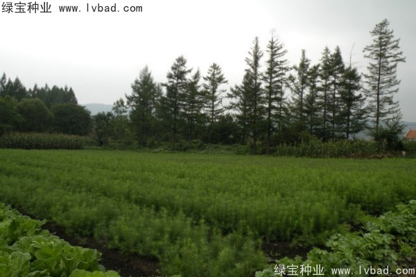<a href='http://njszjj.com/linmuzhongzi/2196.html' target='_blank'>紅松</a><a href='http://njszjj.com/' target='_blank'>種子</a>