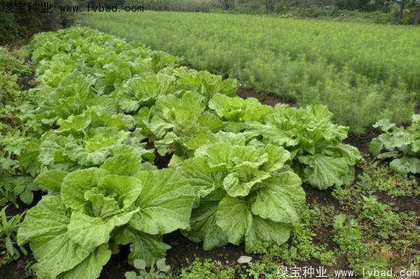 <a href='http://njszjj.com/linmuzhongzi/2196.html' target='_blank'>紅松</a>種子