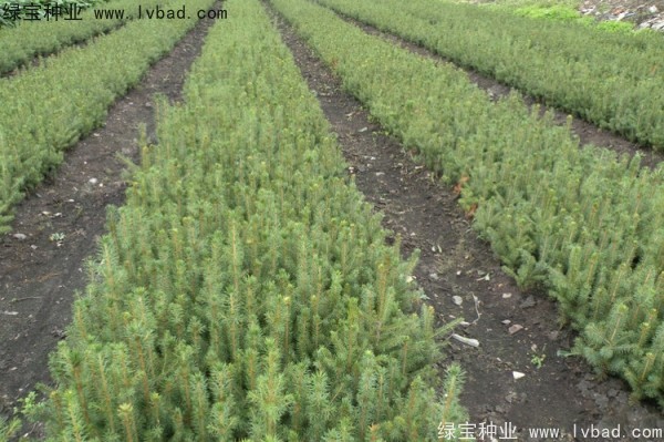 <a href='http://njszjj.com/linmuzhongzi/2196.html' target='_blank'>紅松種子</a>