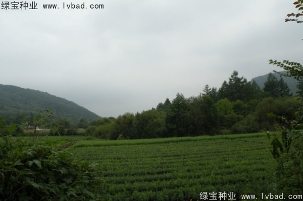 <a href='http://njszjj.com/linmuzhongzi/2196.html' target='_blank'>紅松種子</a>