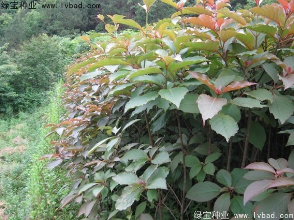 燈臺樹<a href='http://njszjj.com/' target='_blank'>種子</a>