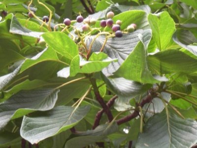 燈臺(tái)樹種子