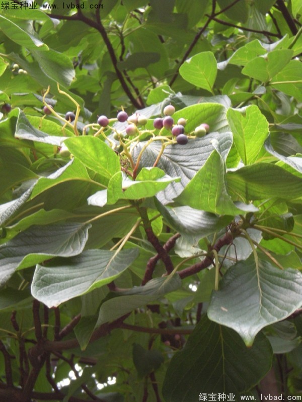 <a href='http://njszjj.com/linmuzhongzi/2197.html' target='_blank'>燈臺樹種子</a>