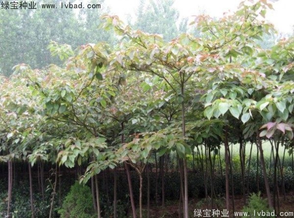 <a href='http://njszjj.com/linmuzhongzi/2197.html' target='_blank'>燈臺樹種子</a>