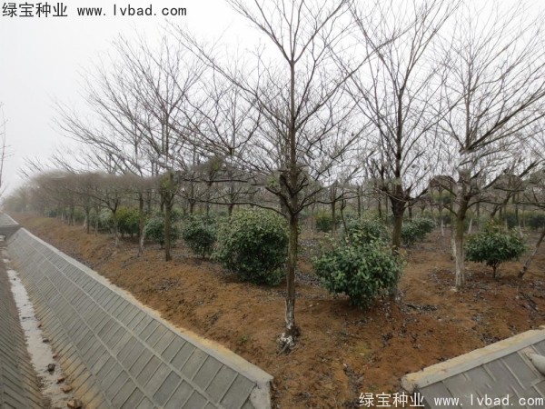 <a href='http://njszjj.com/linmuzhongzi/2197.html' target='_blank'>燈臺樹種子</a>