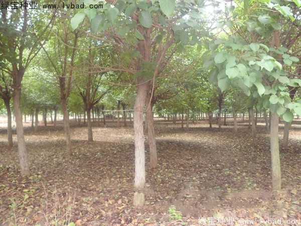 <a href='http://njszjj.com/linmuzhongzi/2197.html' target='_blank'>燈臺樹</a><a href='http://njszjj.com/' target='_blank'>種子</a>