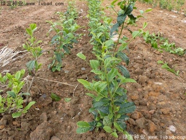 <a href='http://njszjj.com/linmuzhongzi/2198.html' target='_blank'>茶樹(shù)種子</a>