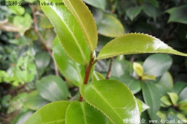 <a href='http://njszjj.com/linmuzhongzi/2198.html' target='_blank'>茶樹(shù)種子</a>