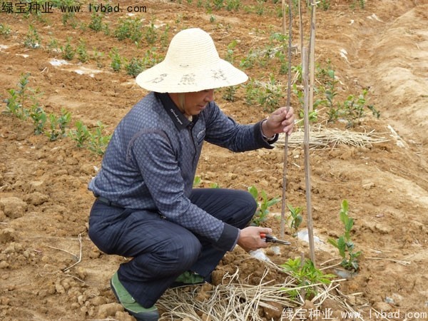 <a href='http://njszjj.com/linmuzhongzi/2198.html' target='_blank'>茶樹(shù)種子</a>