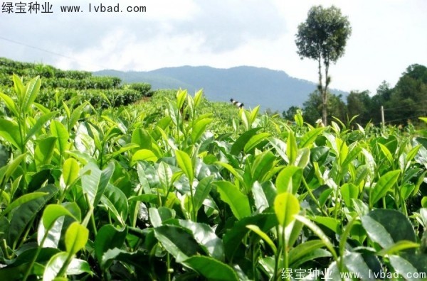 茶樹(shù)種子
