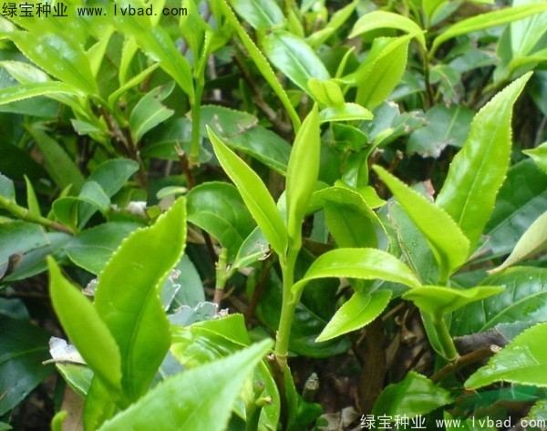 茶樹(shù)種子