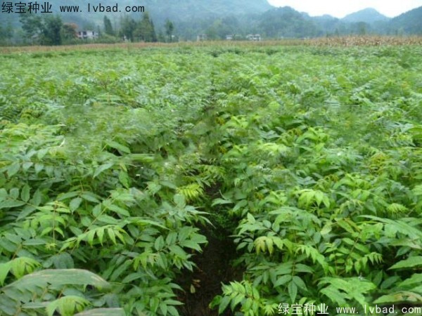 <a href='http://njszjj.com/linmuzhongzi/2199.html' target='_blank'>黃柏種子</a>
