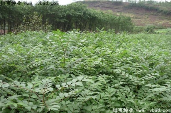 <a href='http://njszjj.com/linmuzhongzi/2199.html' target='_blank'>黃柏</a><a href='http://njszjj.com/' target='_blank'>種子</a>